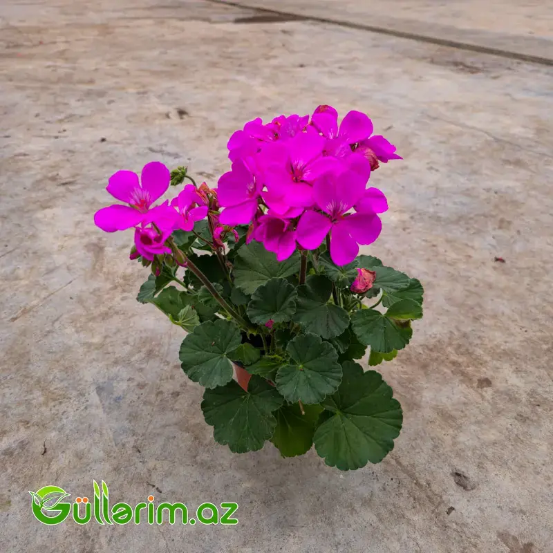 Sardiniya / Ətrişah (Pelargonium zonale)