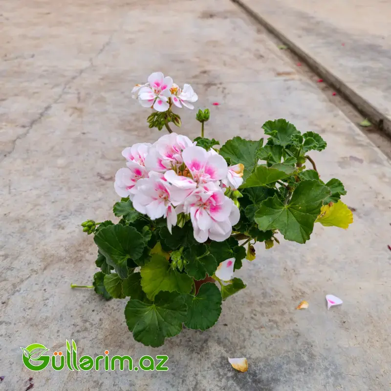 Sardiniya / Ətrişah (Pelargonium zonale)