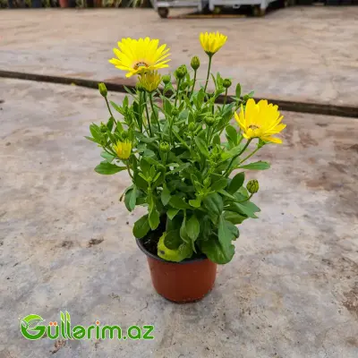 Osteospermum / Afrika Çobanyastığı (Osteospermum)