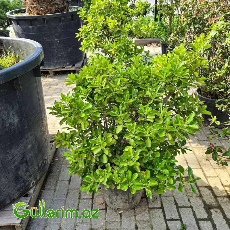 Pittosporum Tobira / Şan şan