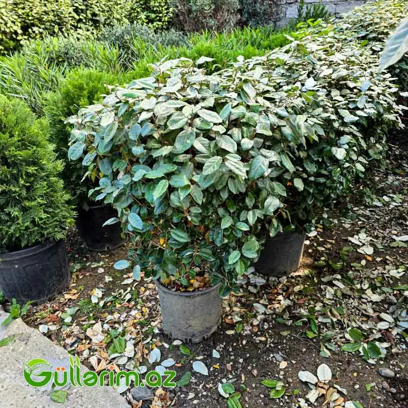 Eleaqnus / Gümüşü İydə (Elaeagnus x ebbingei)