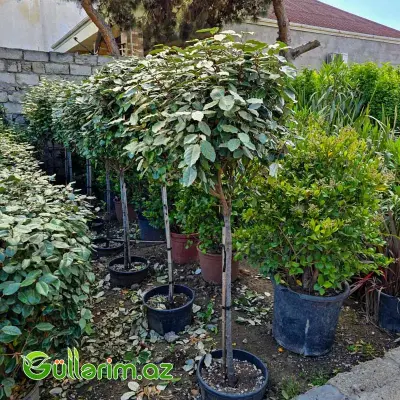 Eleaqnus / Gümüşü İydə (Elaeagnus x ebbingei)