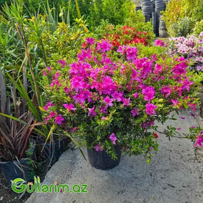 Azaliya / Rododendron (Rhododendron / Azalea)