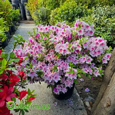 Azaliya / Rododendron (Rhododendron / Azalea)
