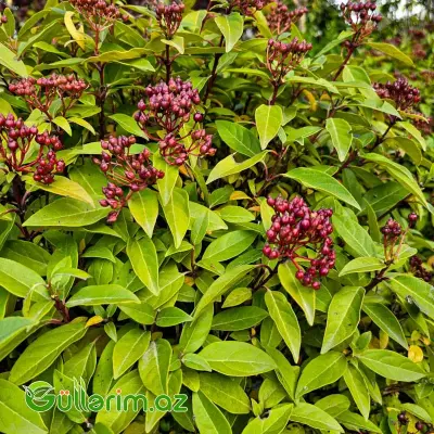 Ştamlı Viburnum Tinus / Gövdəli Kürə Viburnum