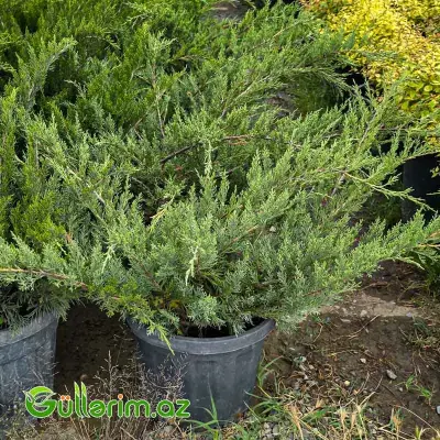 Yayılan Göy Ardıc / Mint Julep Ardıcı