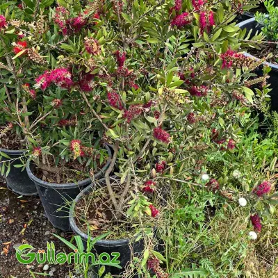 Qırmızı Fırça Çiçəyi / Kallistemon (Callistemon citrinus / Bottlebrush)