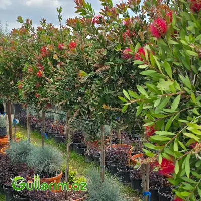 Qırmızı Fırça Çiçəyi / Kallistemon (Callistemon citrinus / Bottlebrush)