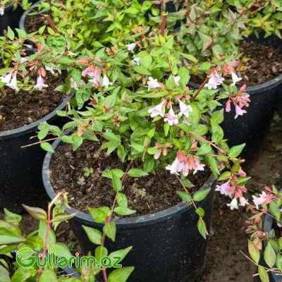 İriçiçəkli Abeliya / Abeliya Kolu (Abelia x grandiflora)