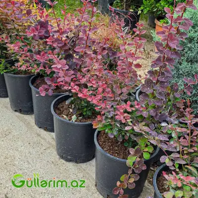 Qırmızı Zirinç Kolu / Bordo Berberis