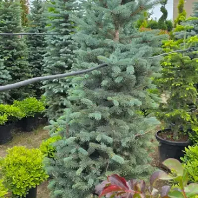 Mavi Yolka / Gümüşü Küknar (Picea pungens 'Glauca')
