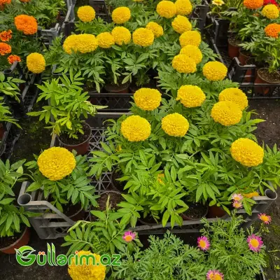 Afrika Məxmərçəyi / Tağet (Tagetes erecta)