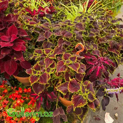 Kolyus / Gəlinxalatı (Plectranthus scutellarioides / Coleus)