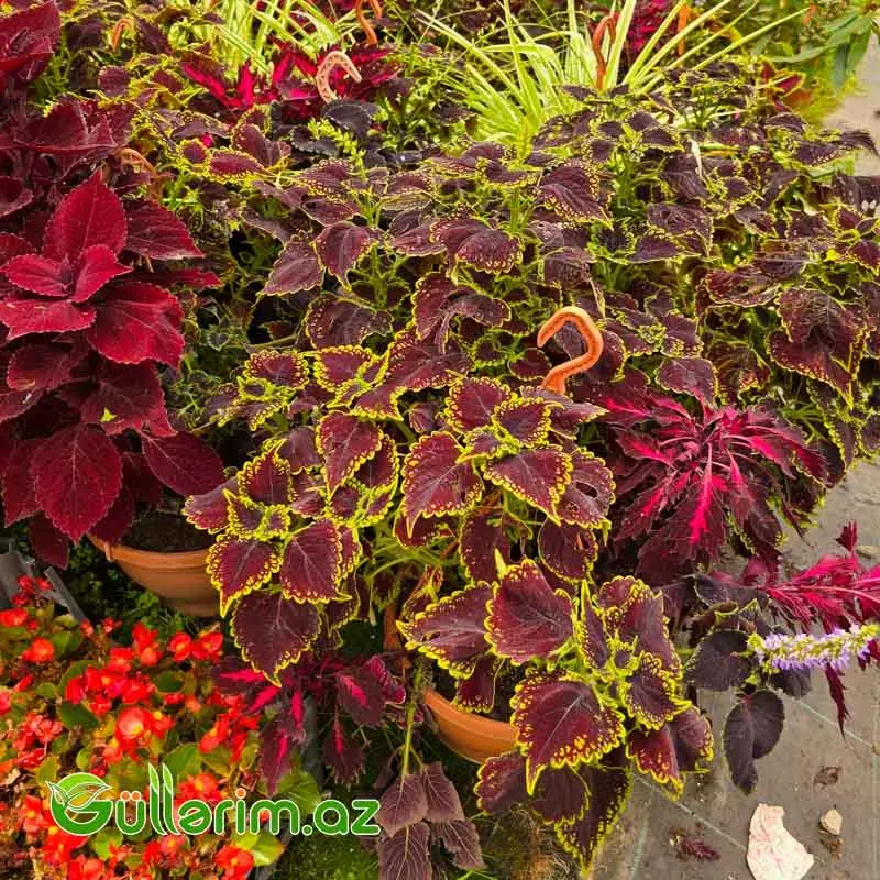 Kolyus / Gəlinxalatı (Plectranthus scutellarioides / Coleus)