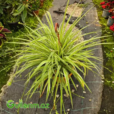 Xlorofitum / Hörümçək Bitkisi (Chlorophytum comosum)