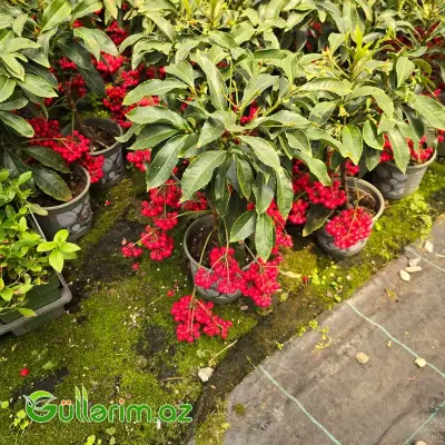 Ardiziya / Mərcan Meyvəsi (Ardisia crenata)