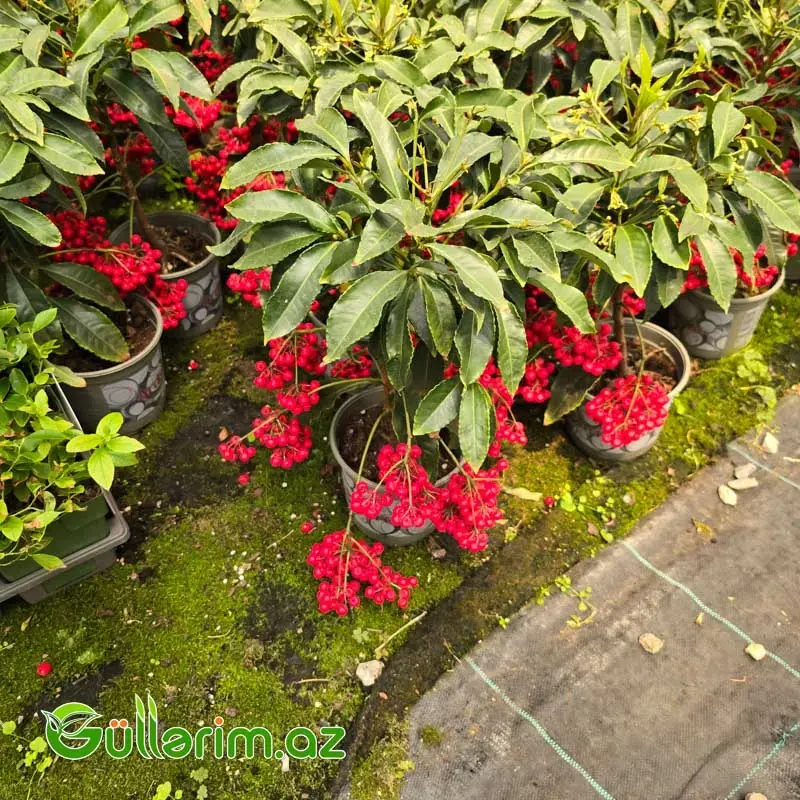Ardiziya / Mərcan Meyvəsi (Ardisia crenata)