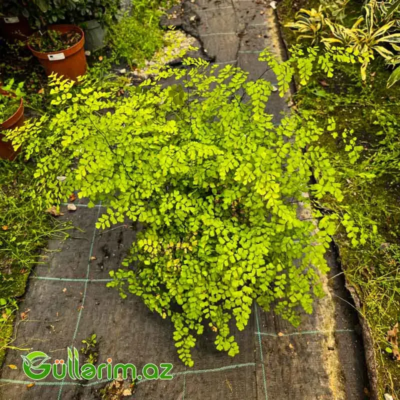 Adiantum / Venera Saçı