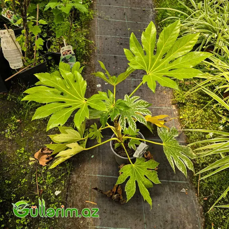 Fatsiya / Yapon Fatsiyası (Fatsia japonica)