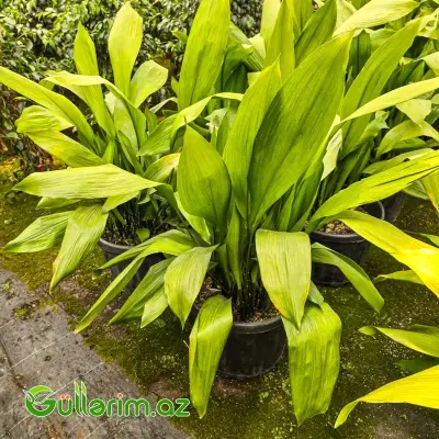Aspidistra / "Çuqun Bitki"