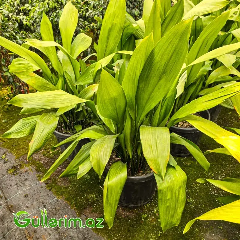Aspidistra / "Çuqun Bitki"