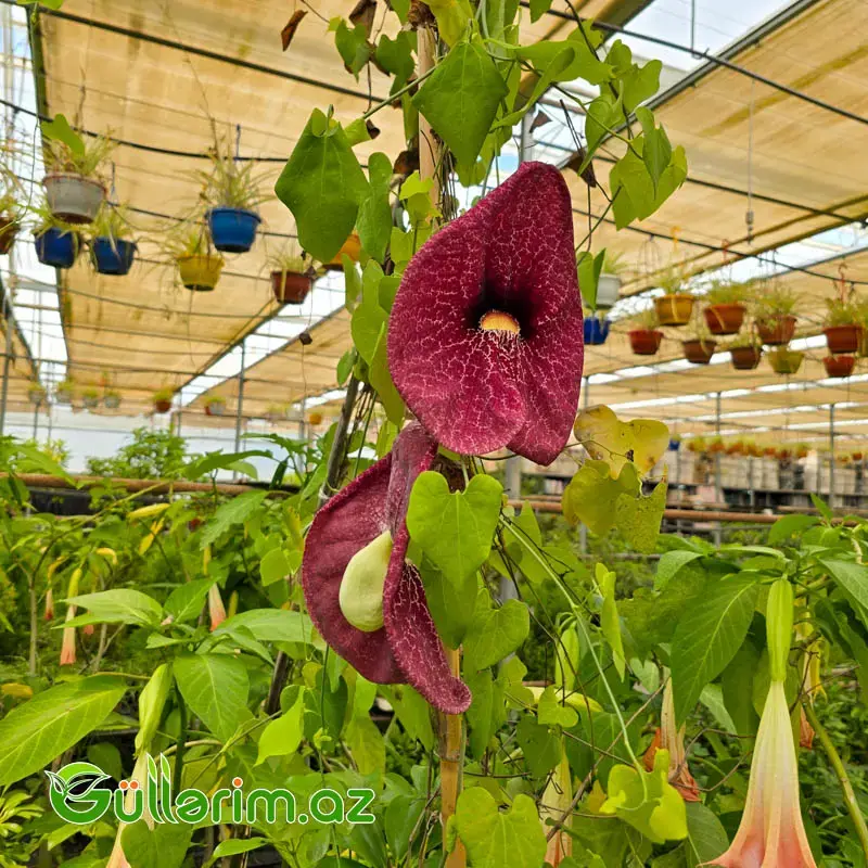 Aristoloxia / Aristolochia gigantea (Aristolochia gigantea)