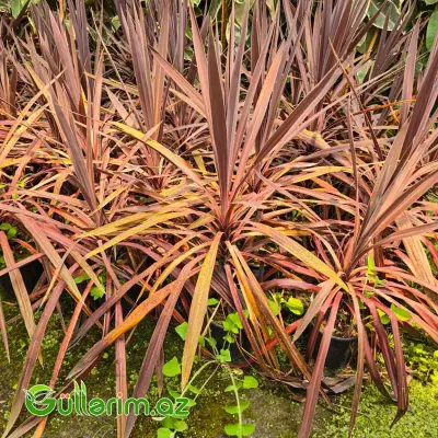 Kordilina Magic Star (Cordyline australis 'Magic Star')