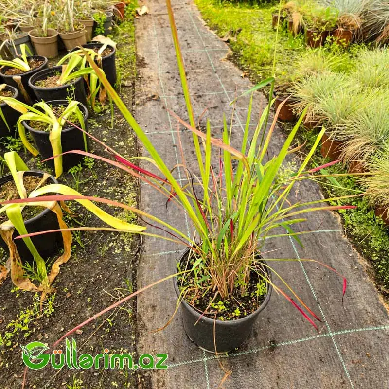 Qırmızı Yapon Otu / Imperata Red Baron (Imperata cylindrica 'Red Baron')