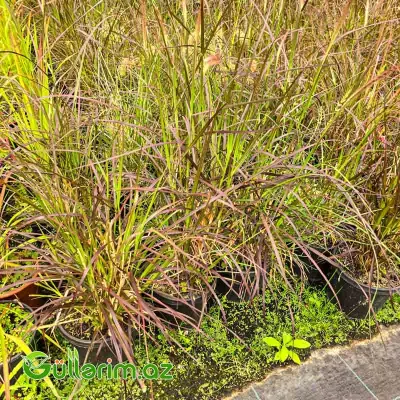 Bənövşəyi Fəvvarə Otu / Penisetum (Pennisetum setaceum 'Rubrum')