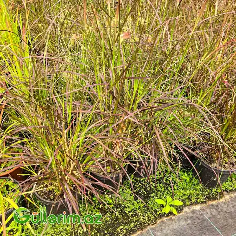 Bənövşəyi Fəvvarə Otu / Penisetum (Pennisetum setaceum 'Rubrum')