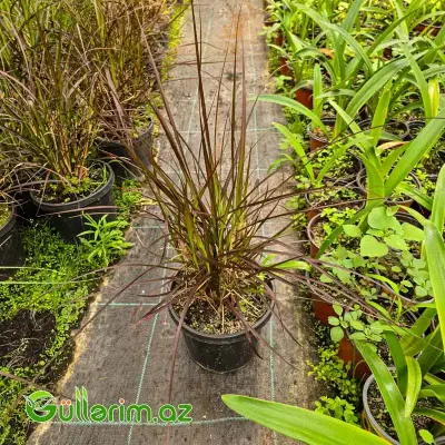 Bənövşəyi Fəvvarə Otu / Penisetum (Pennisetum setaceum 'Rubrum')