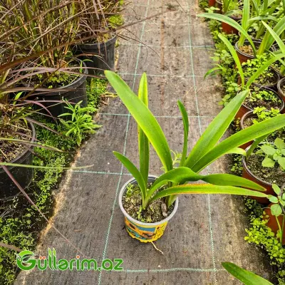 Kliviya / Amarillis (Clivia miniata)