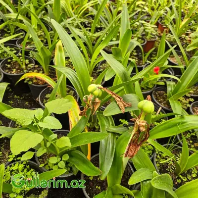 Kliviya / Amarillis (Clivia miniata)
