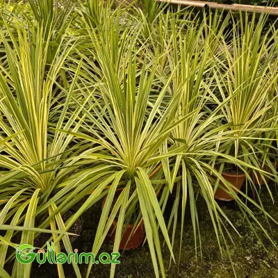 Alacalı Kordilina / Torbay Dazzler Kordilina (Cordyline australis 'Torbay Dazzler')