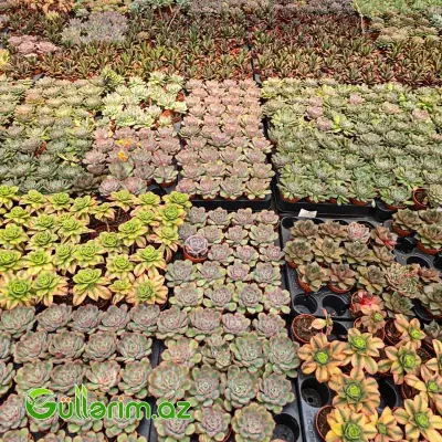 Sukulent (Boz Echeveria)