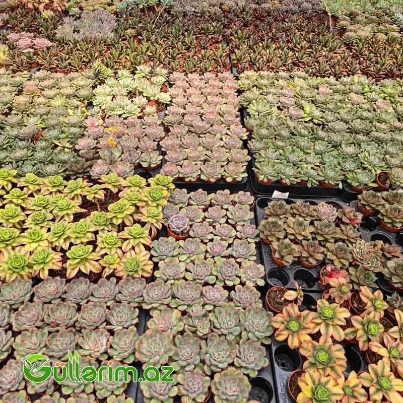 Sukulent (Boz Echeveria)