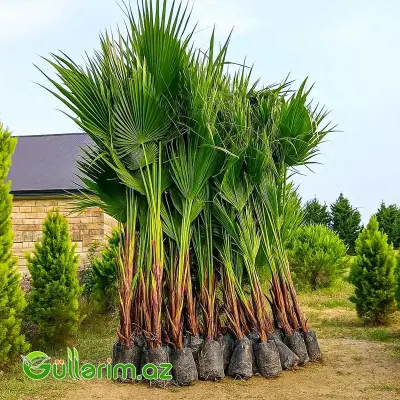 Vaşinqtoniya Palması (Washingtonia)