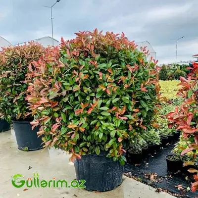 Qırmızı Fotiniya / Photinia "Red Robin"