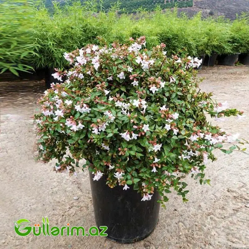 Abeliya / Abelia grandiflora
