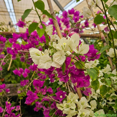 Begonvil / Zakkum / Qonşuçatladan (Bougainvillea)