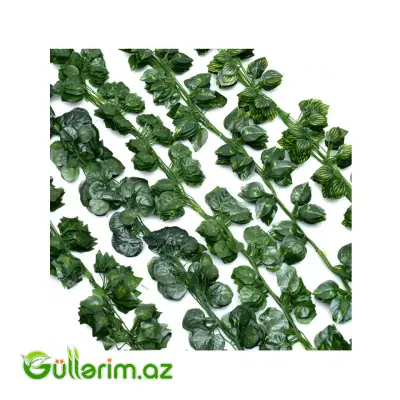 Dekorativ Sarmaşıq