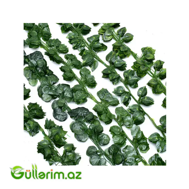 Dekorativ Sarmaşıq