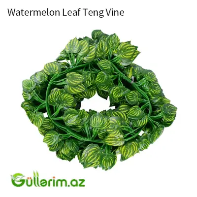 Dekorativ Sarmaşıq