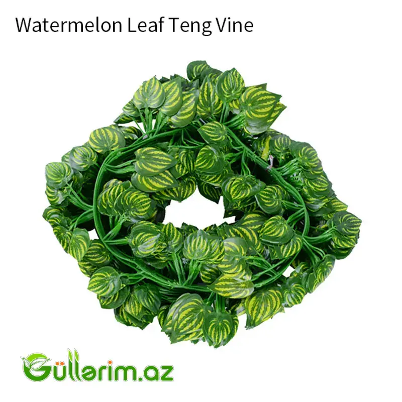 Dekorativ Sarmaşıq