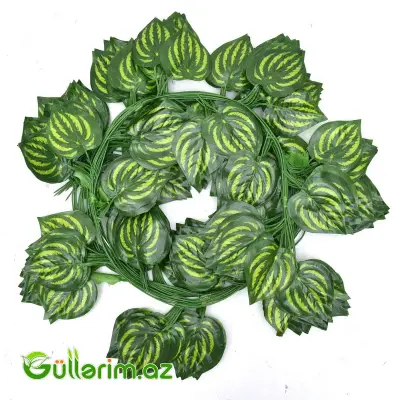 Dekorativ Sarmaşıq