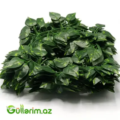 Dekorativ Sarmaşıq