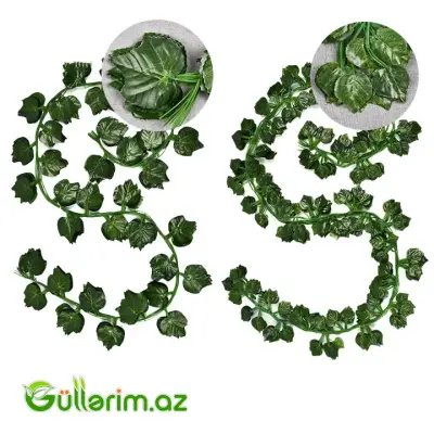 Dekorativ Sarmaşıq