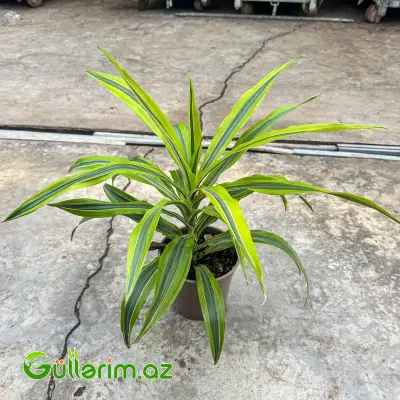Dracaena Limon Lime