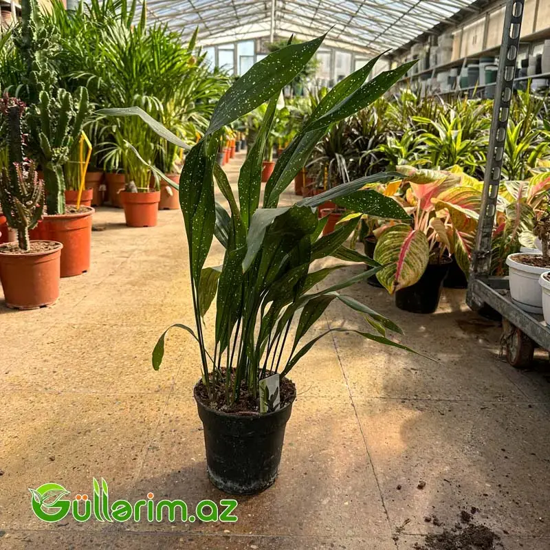 Aspidistra Milky Way / Ulduzlu Aspidistra