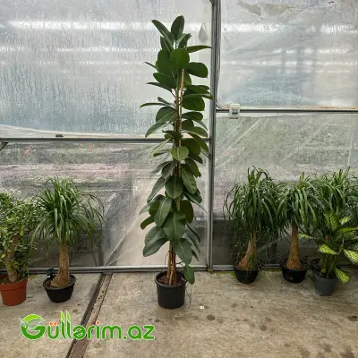 Fikus Robusta / Kauchuklu Fikus (Ficus elastica 'Robusta')
